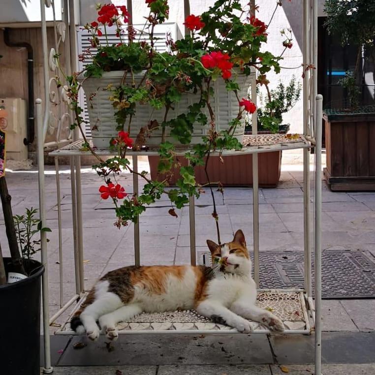 Gafa Garden Hostel & Apartments - Great Location İstanbul Dış mekan fotoğraf